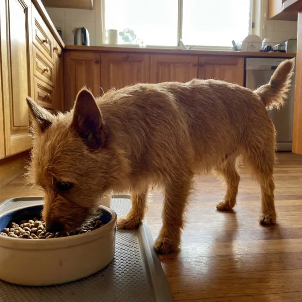 Australian terrier eating food from bowl