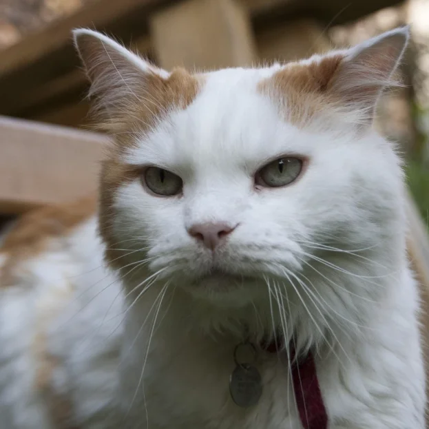 close up of turkish van cat