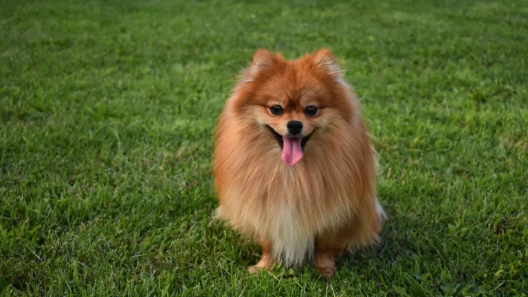 pomeranian sitting on grass panting