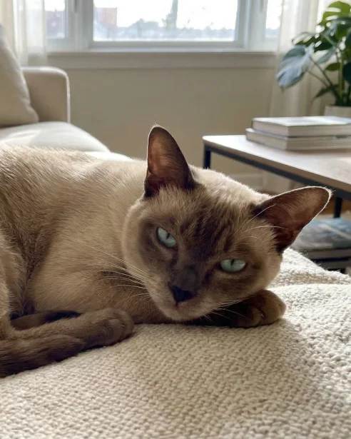 tonkinese cat lying on sofa