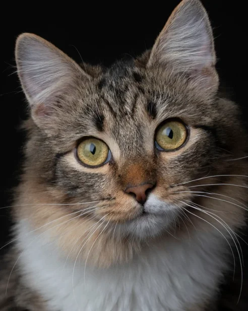 close up of medium hair cat looking at camera