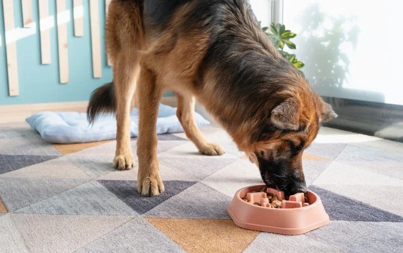 german shepherd eating from puzzle feeder