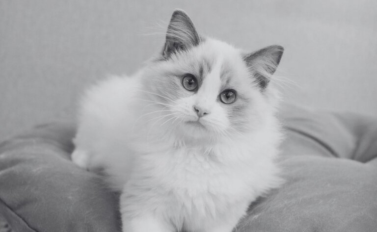 ragdoll kitten lying on bed