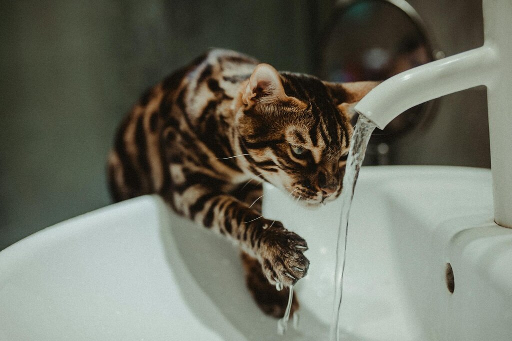 tabby cat pawing at and drinking water from sink tap