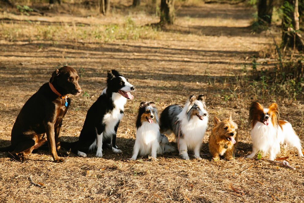 6 dogs of different breeds