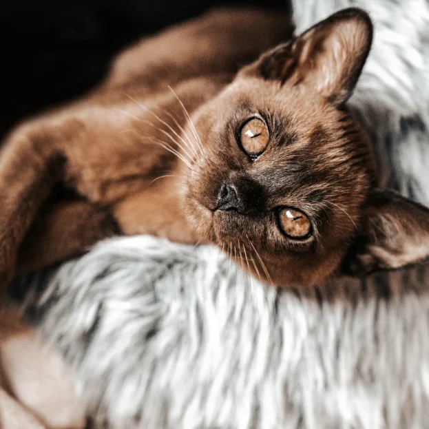 burmese cat resting on fluffy bedding