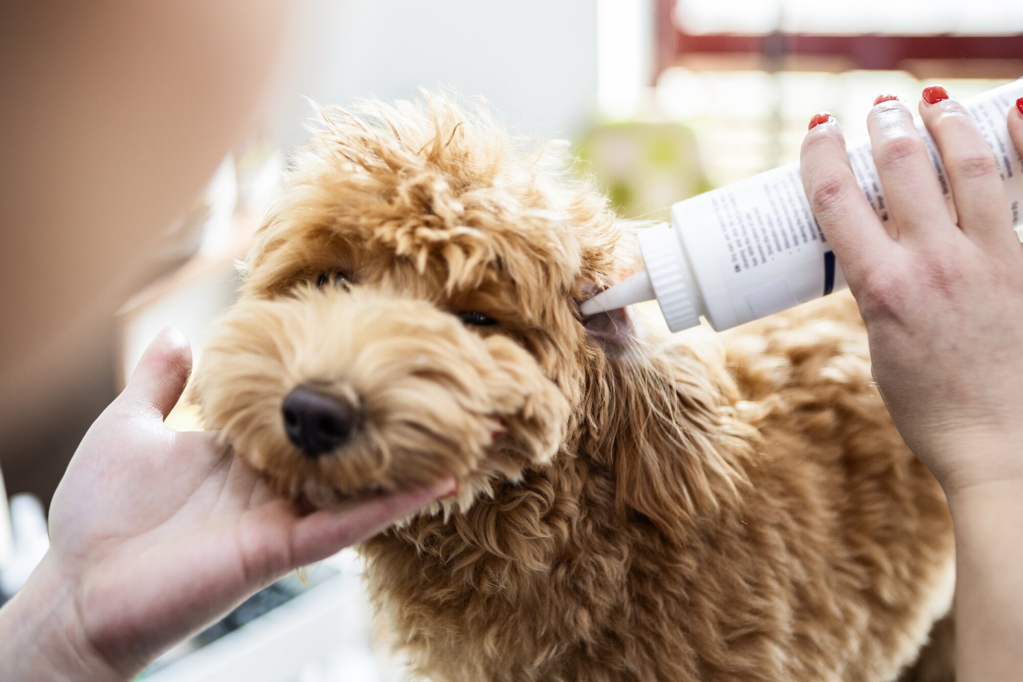 dog having ears cleaned with ear cleaner