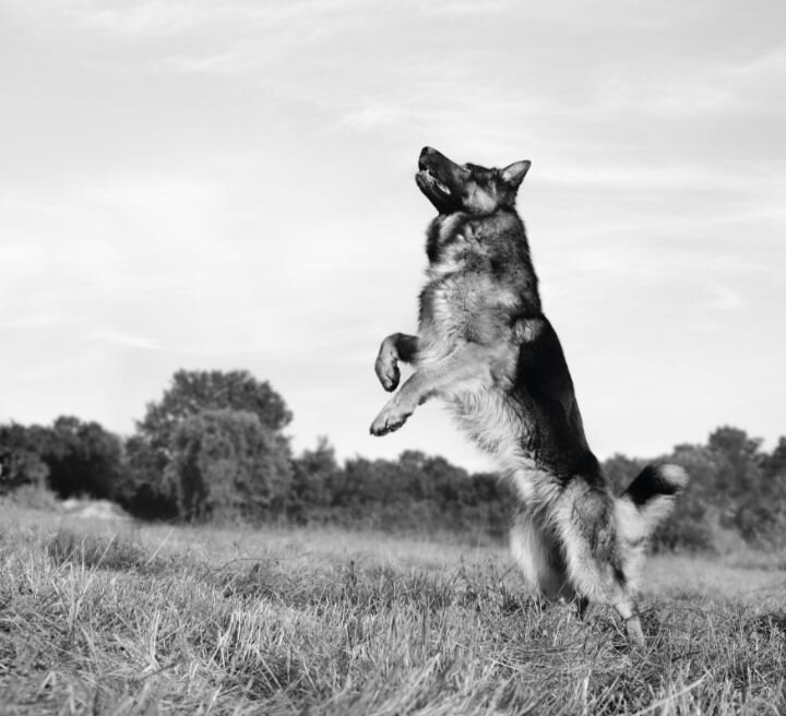 german shepherd standing up on back legs
