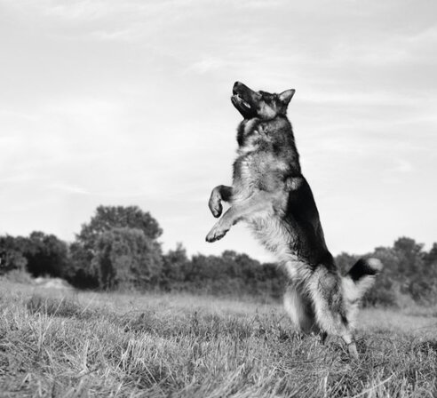 german shepherd standing up on back legs