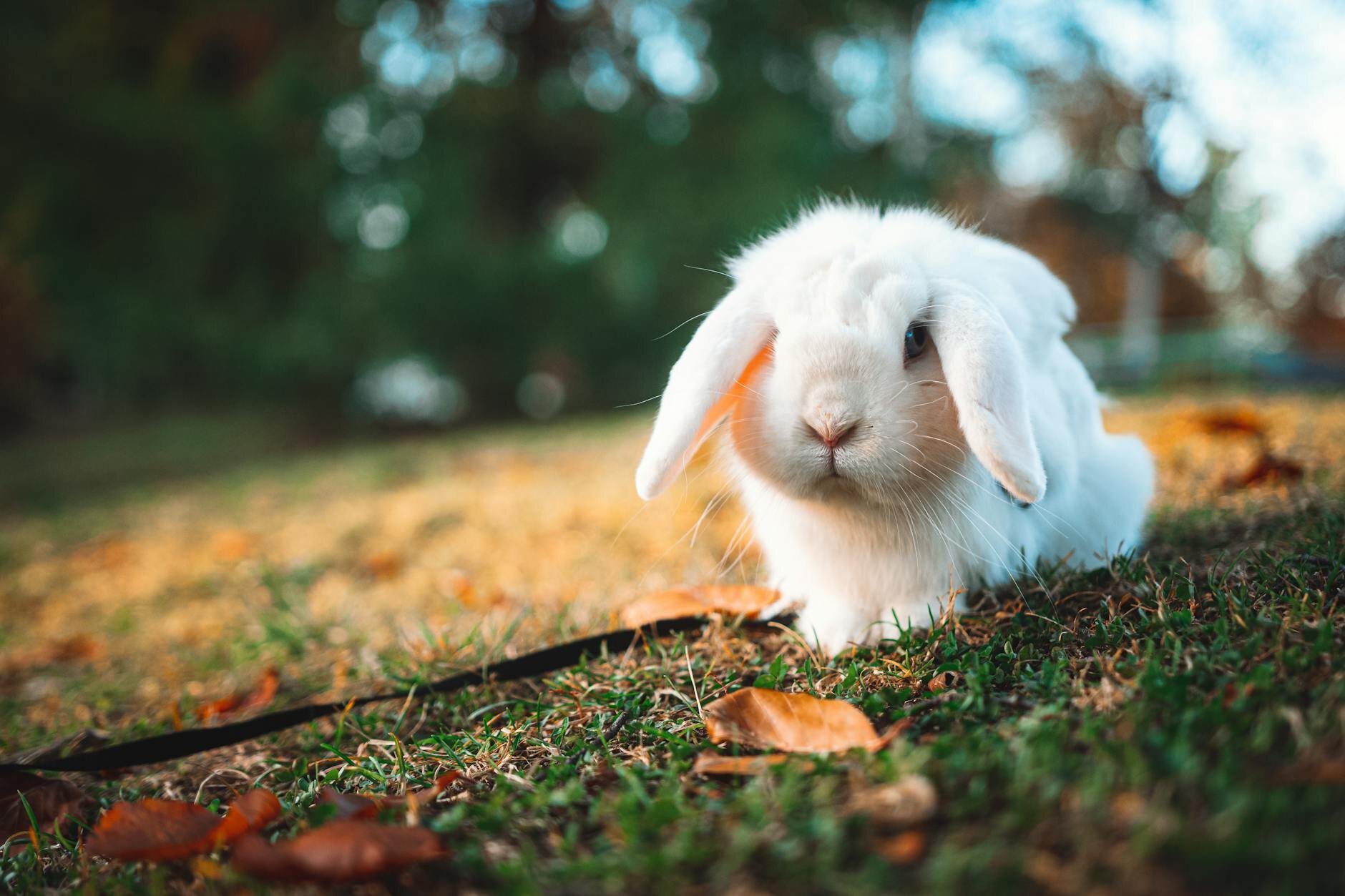 white rabbit on grass