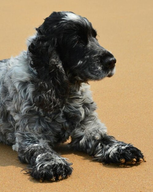 cocker spaniel lying on sand