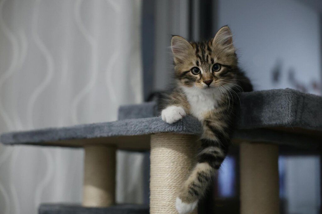 long haired tabby kitten sitting on scratching post