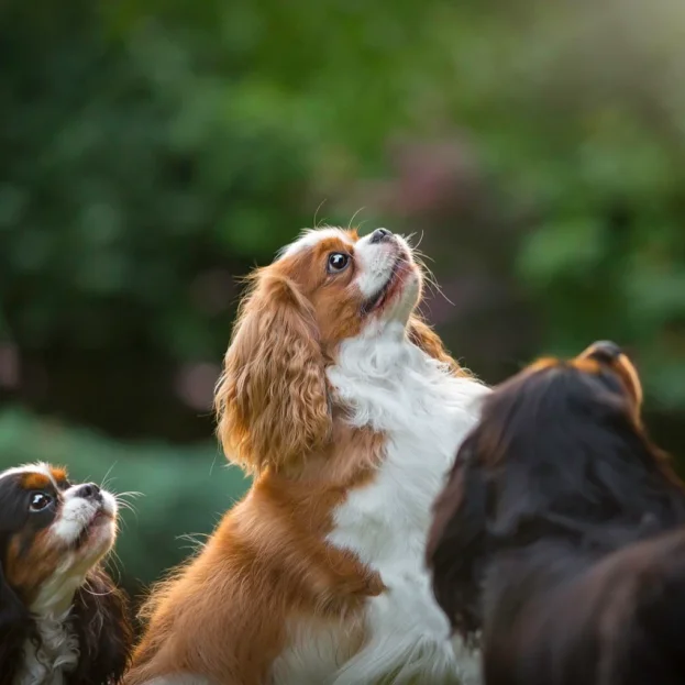3 cavaliers looking up