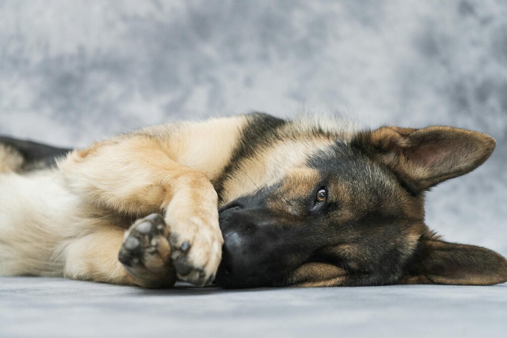 grman shepherd lying on side on floor