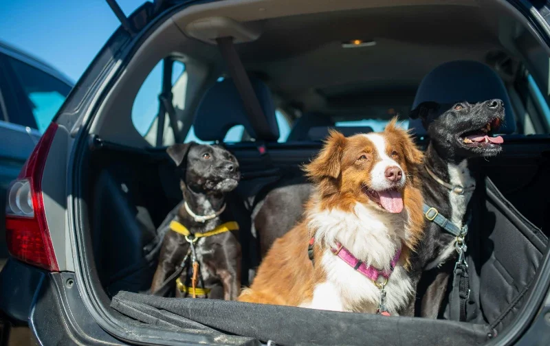 3 dogs travelling in the car