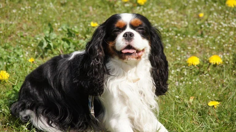 cavalier sitting in sun with eyes closed