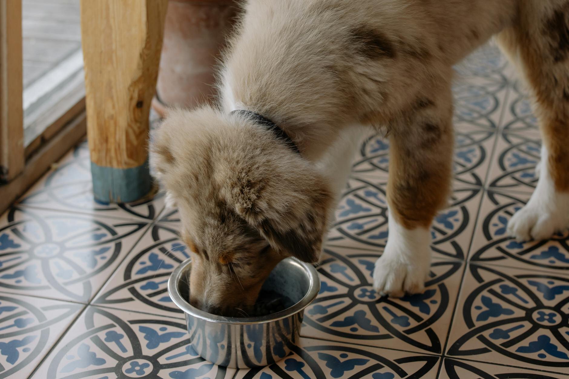 merle border collie eating from bowl on kitchen floor