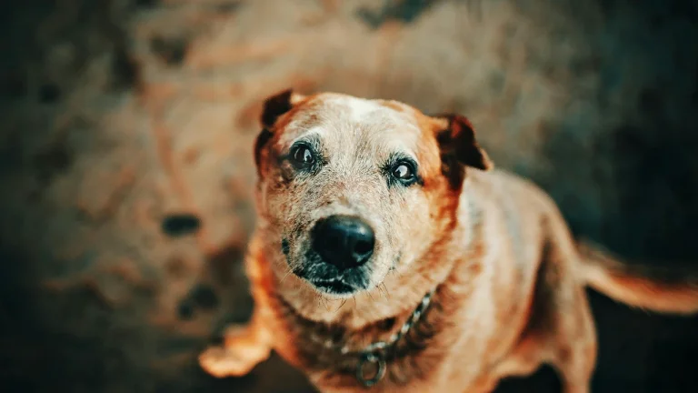 elderly red heeler looking up at camera