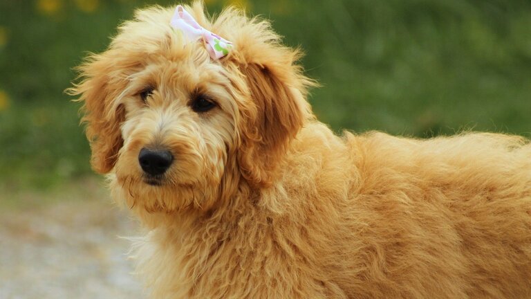 Apricot Groodle with pink bow