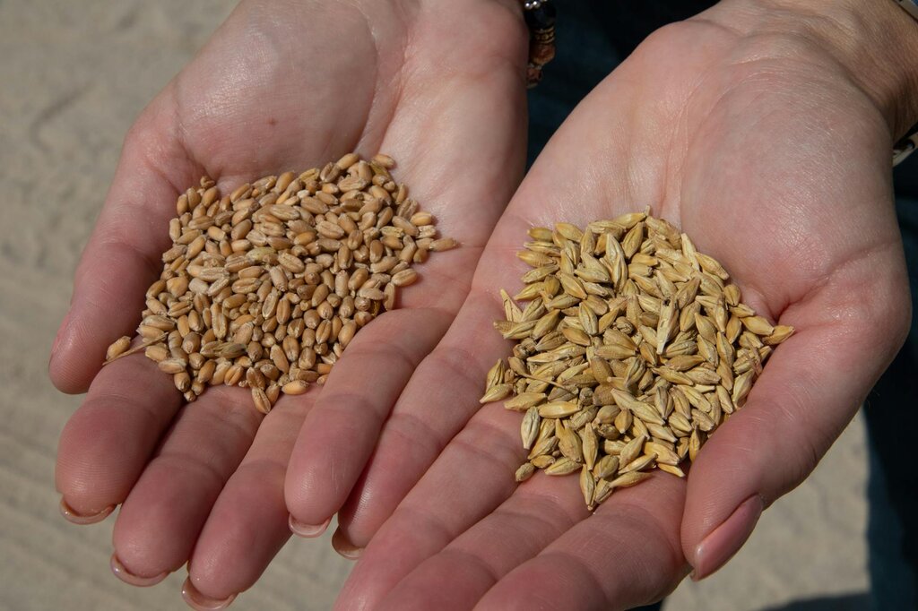 hands holding grains