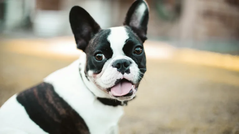 black and white french bulldog panting