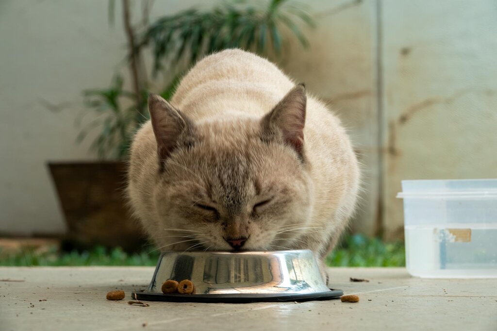 Cream coloured Burmese cat eating food out of bowl