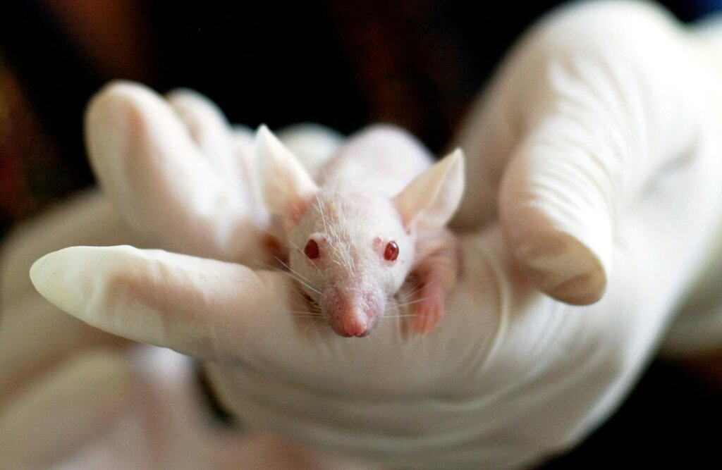 baby mouse being held in gloved hand