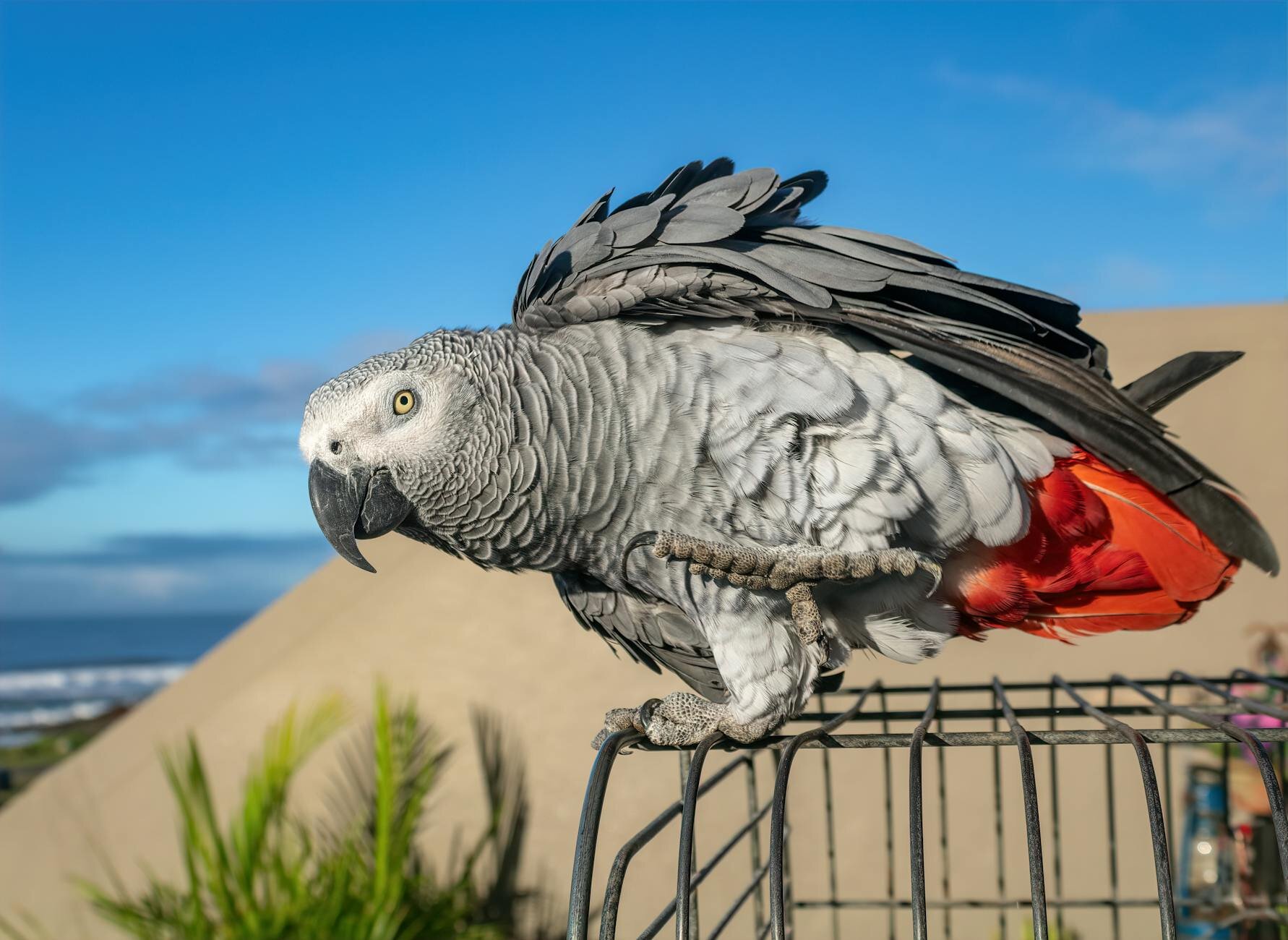 african grey standing on cage