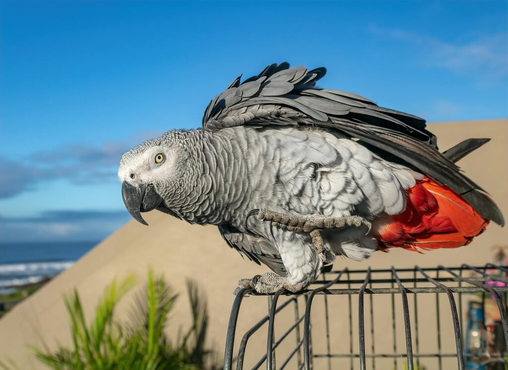 african grey standing on cage