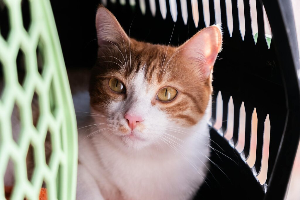 ginger and white cat in carrier with door open