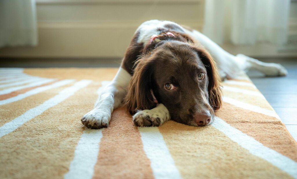 dog resting on rug