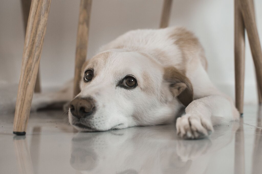 scared dog lying under chair