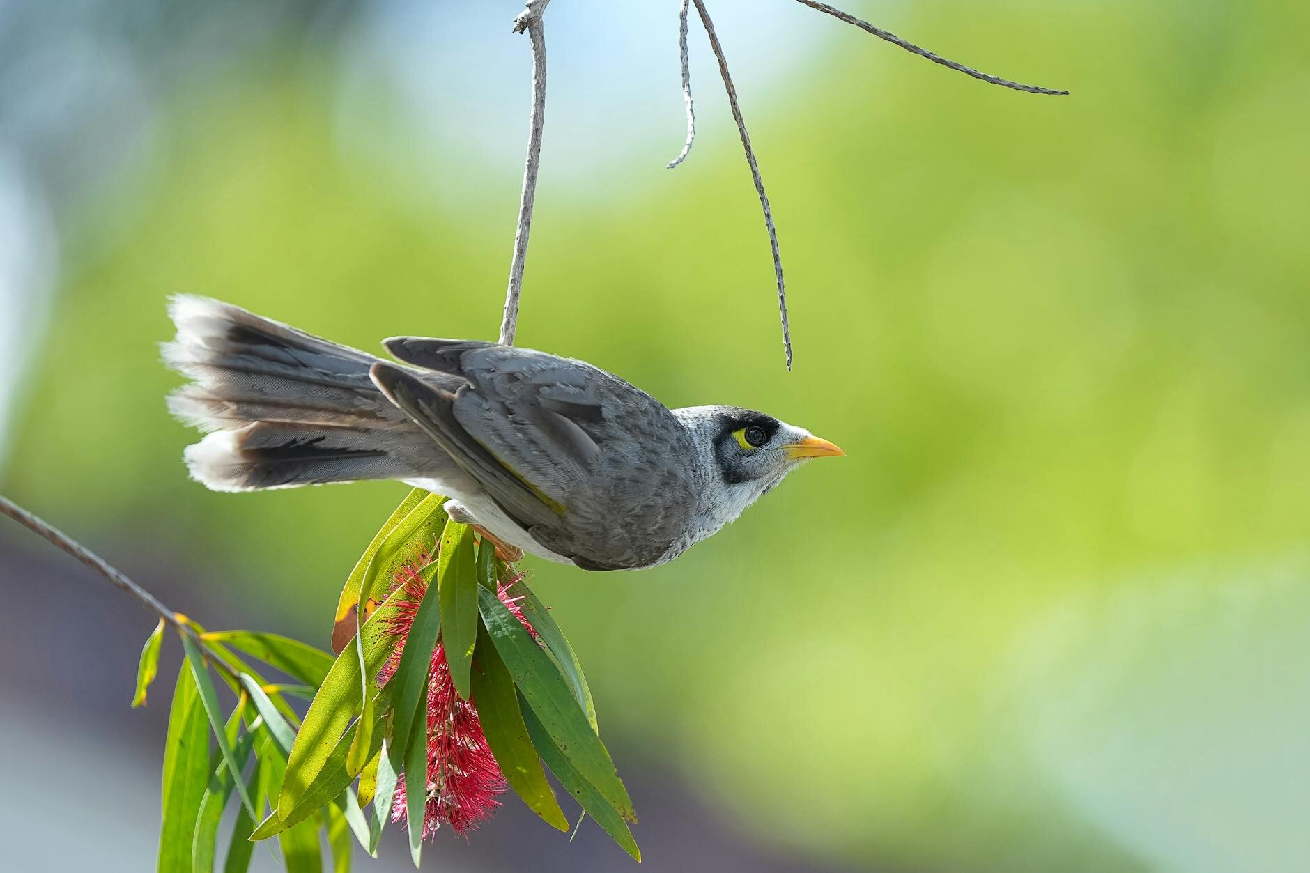 noisy miner on bottlebrush tree