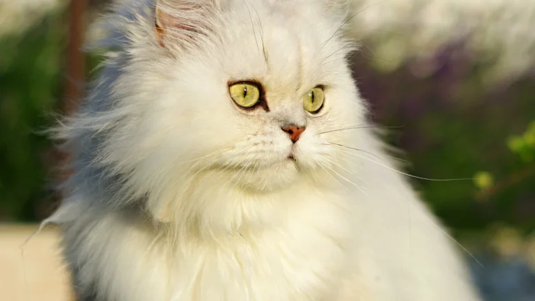 white Persian cat sitting in sunshine outdoors