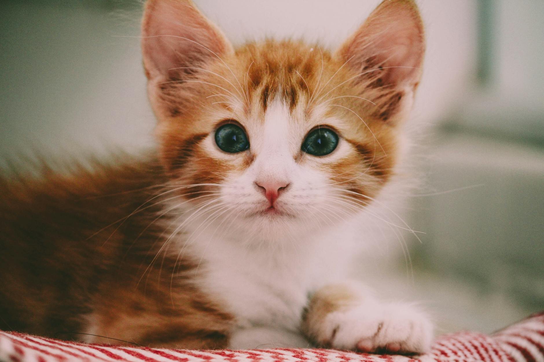 ginger kitten