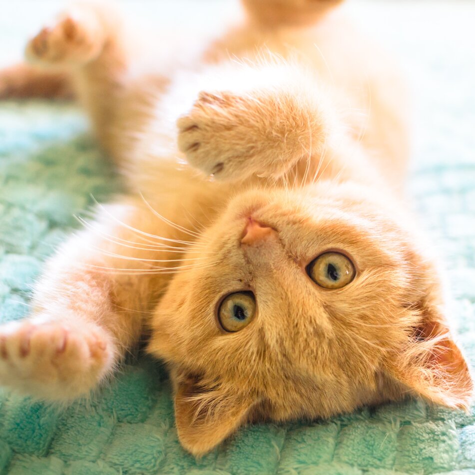 white cat laying on back 
