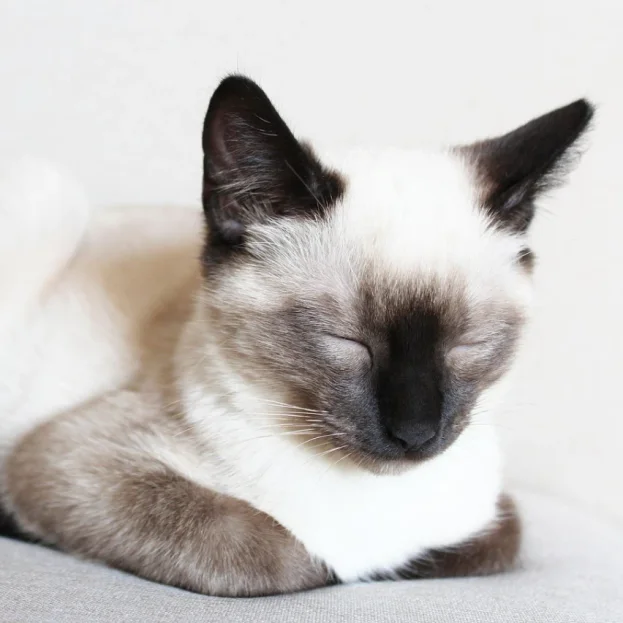 black and white image of siamese cat resting