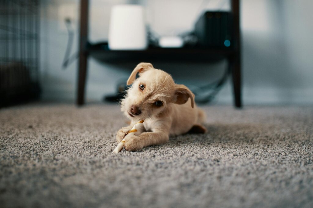 brown puppy chewing on a rawhide treat on the carpet