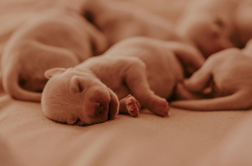 newborn puppies sleeping