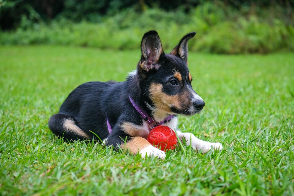 corgi puppy on lead