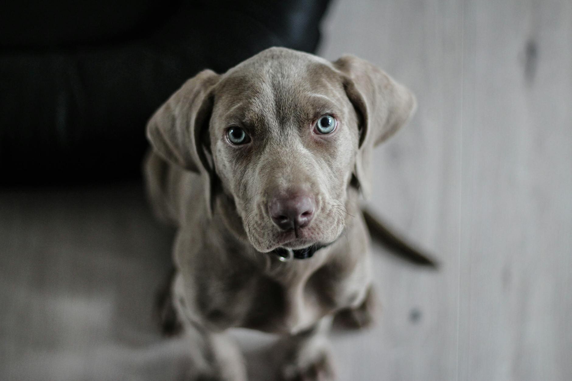 weimaraner puppy looking up at camera