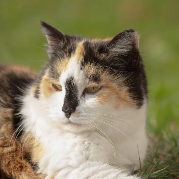 tortoiseshell cat lying down outdoors