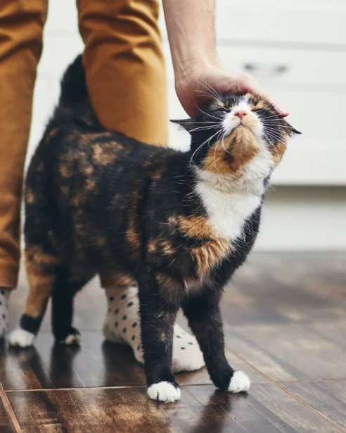 Tortie cat in kitchen being patted