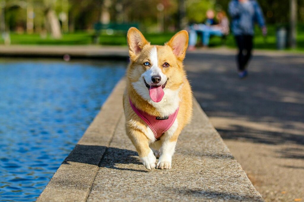 corgi dog walking along a concrete wall next to the water's edge