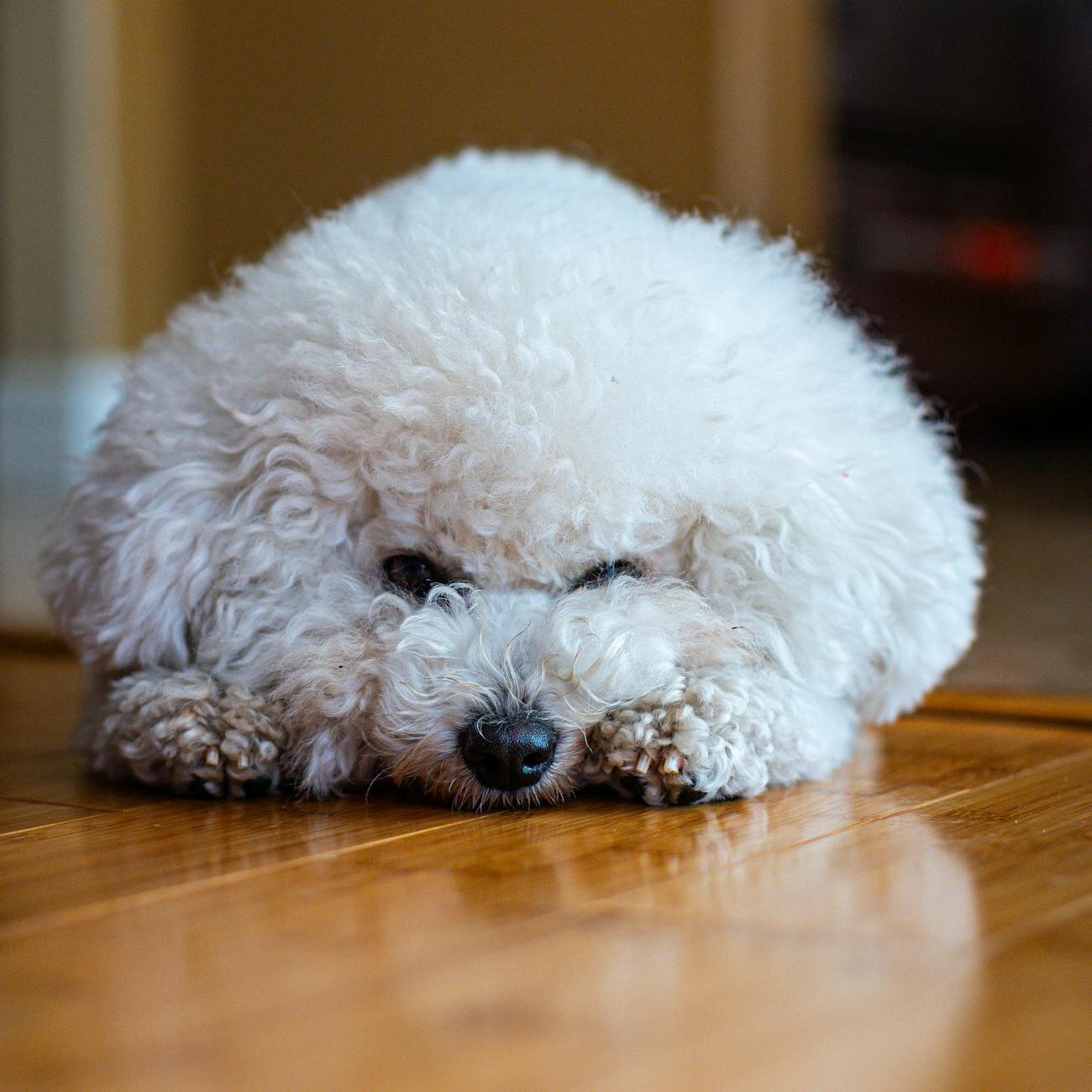 bichon frise lying on floor