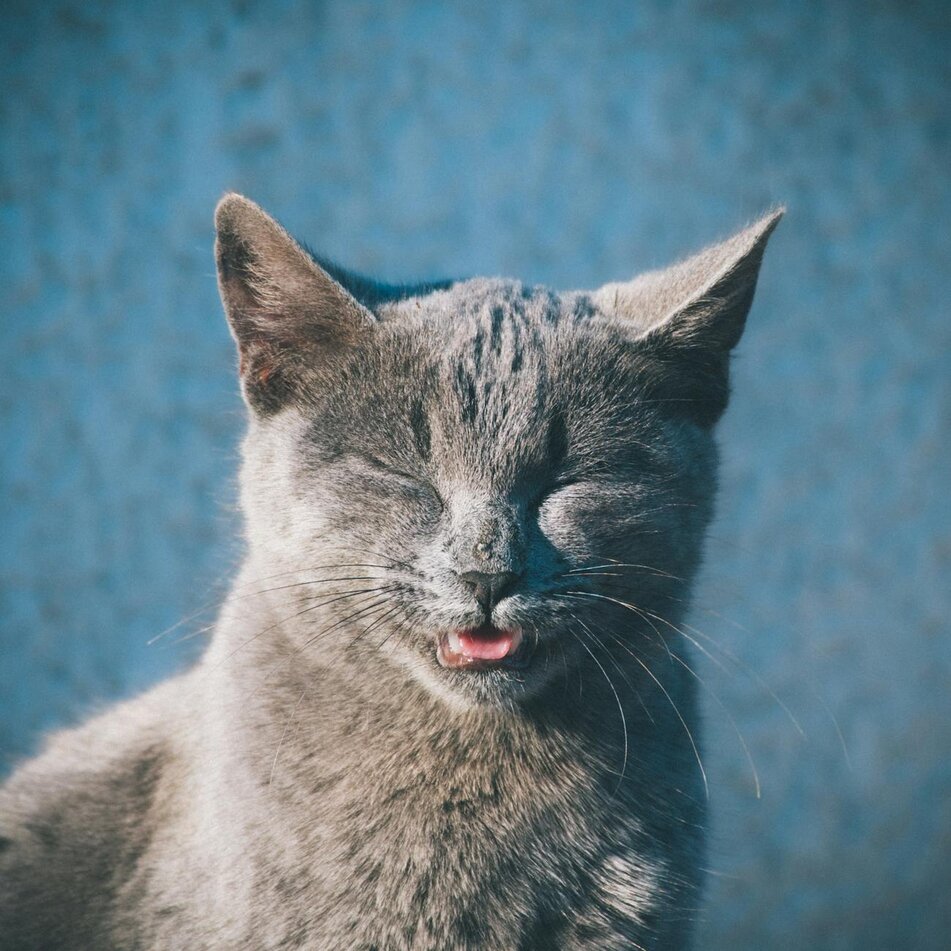 cat sneezing