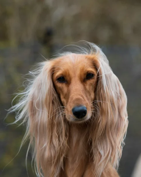 afghan hound looking at camera