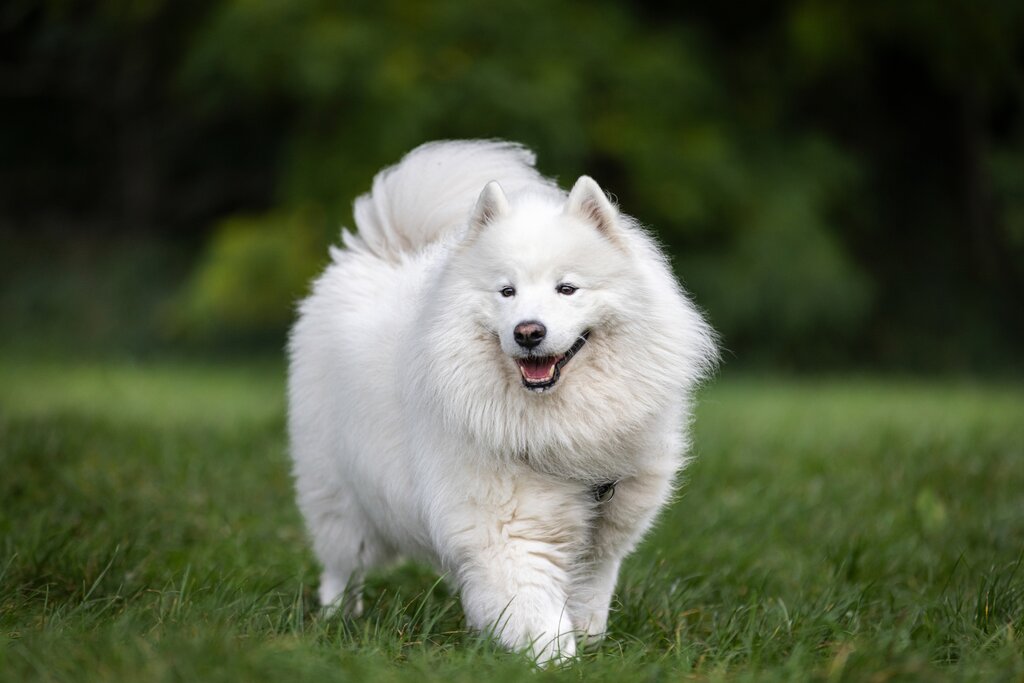 white dog in the grass