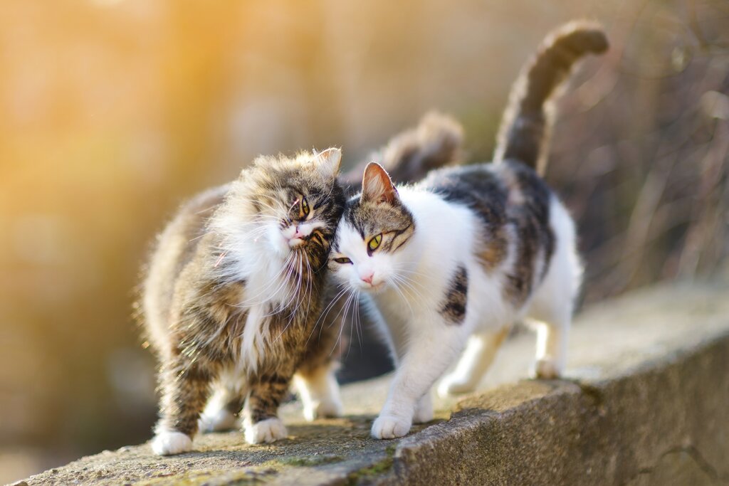 cats walking on fence 
