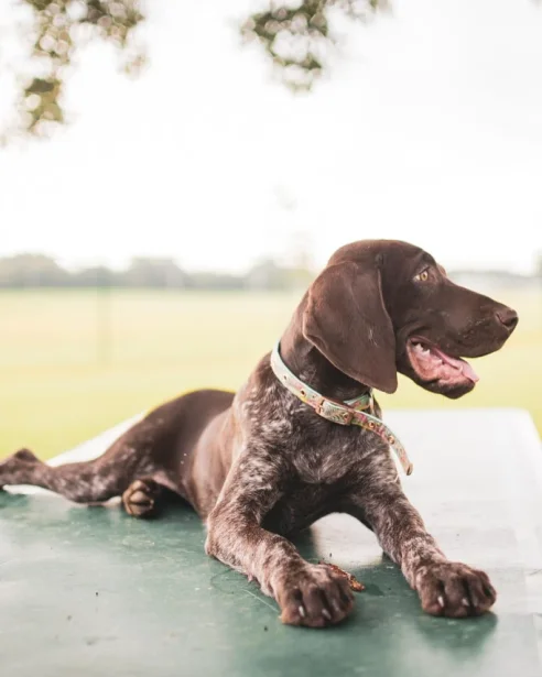 young german shorthaired pointer laying on picnic table